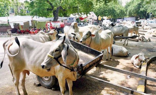 Beef ban for Bangladesh to stop attle smuggling